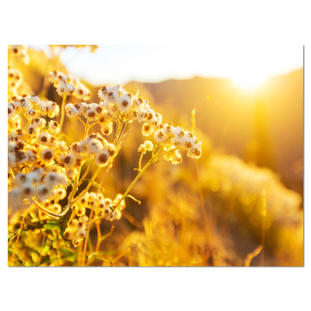 Designart - Bright Yellow Rural Garden Flowers - Floral Canvas Art Print